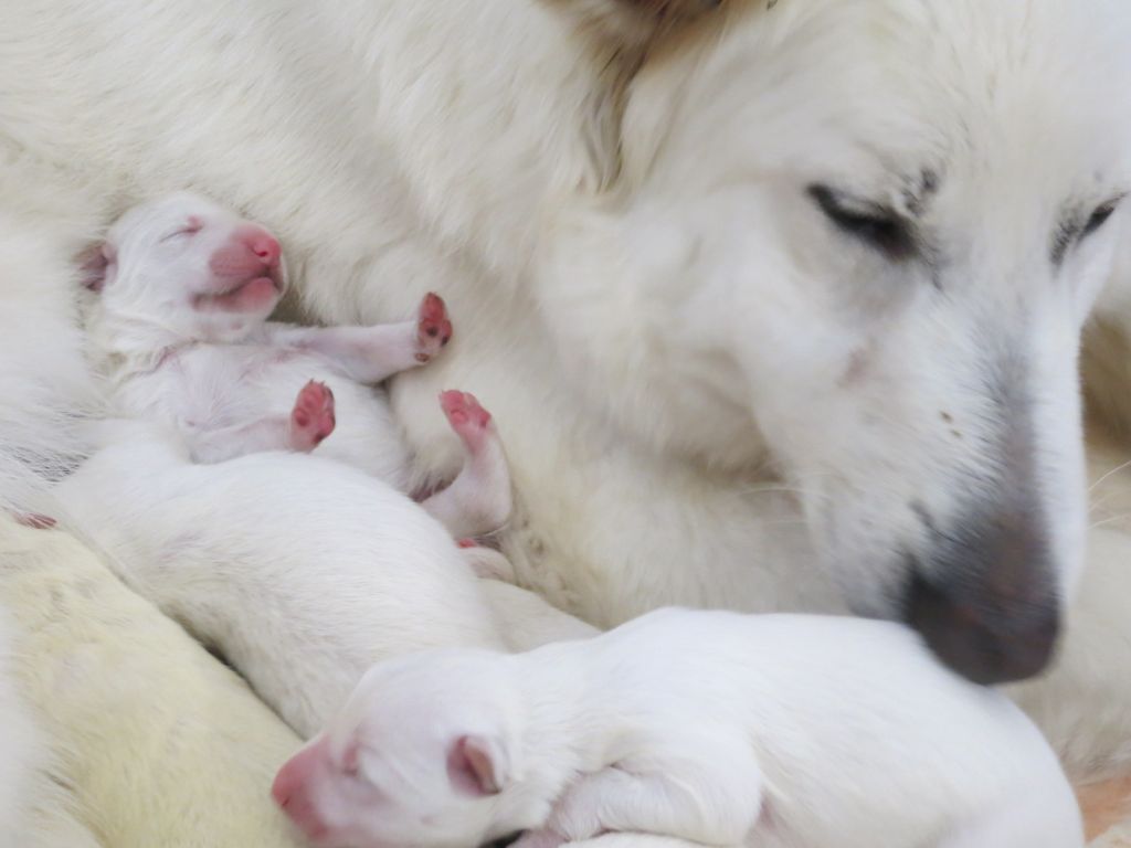 chiot Berger Blanc Suisse Du mas de la fresnay