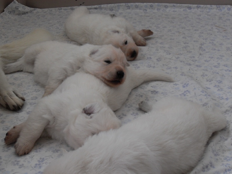 les bébés